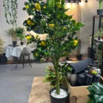 מראת חצי ירח אלגנט 1.80/80