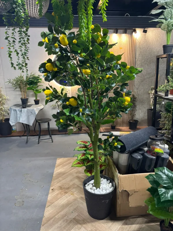 עץ הלימון המלכותי 🍋🌿