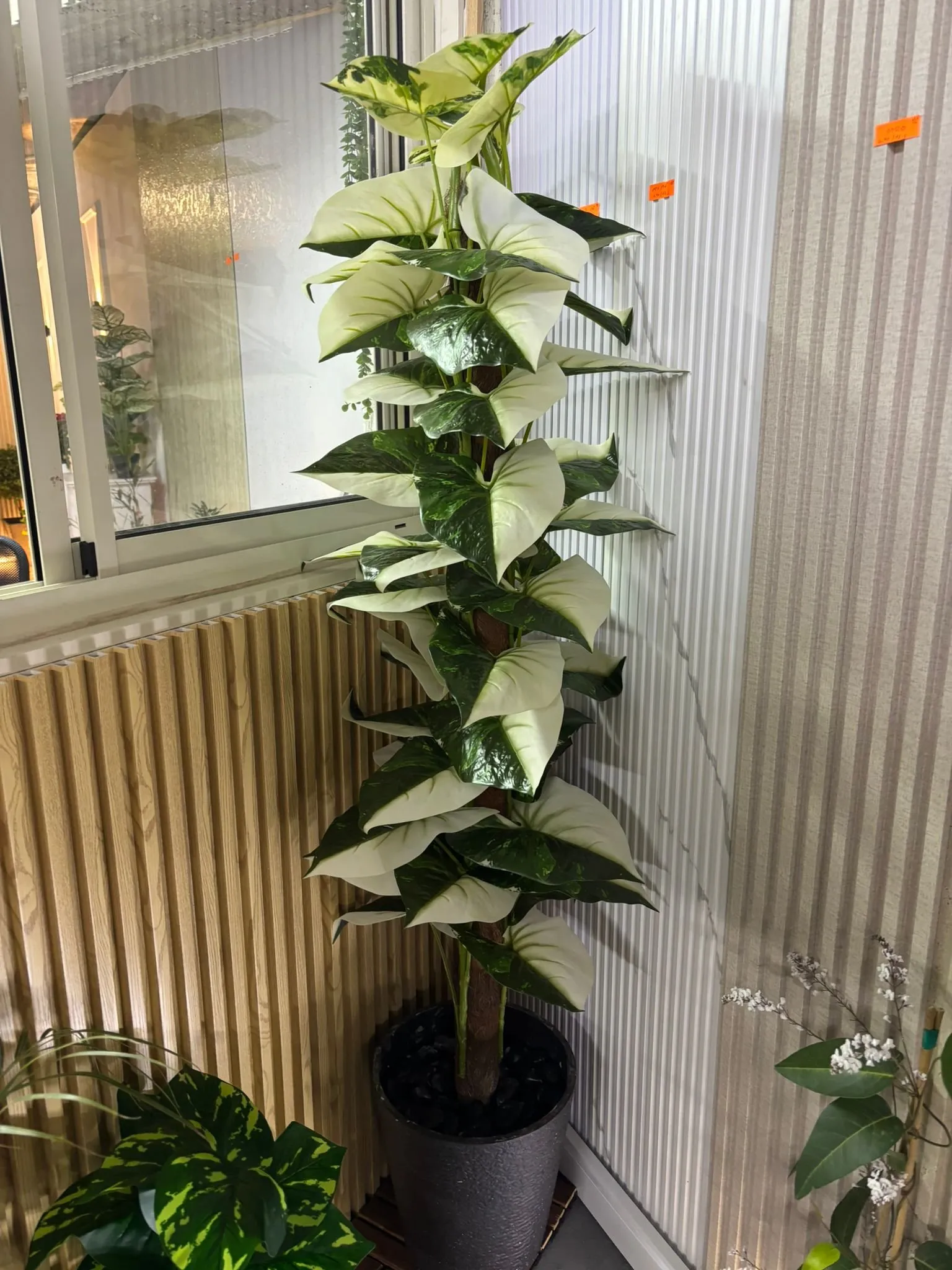 פילודנדרון שלג מטפס ❄️🌿 פילודנדרון שלג מטפס ❄️🌿