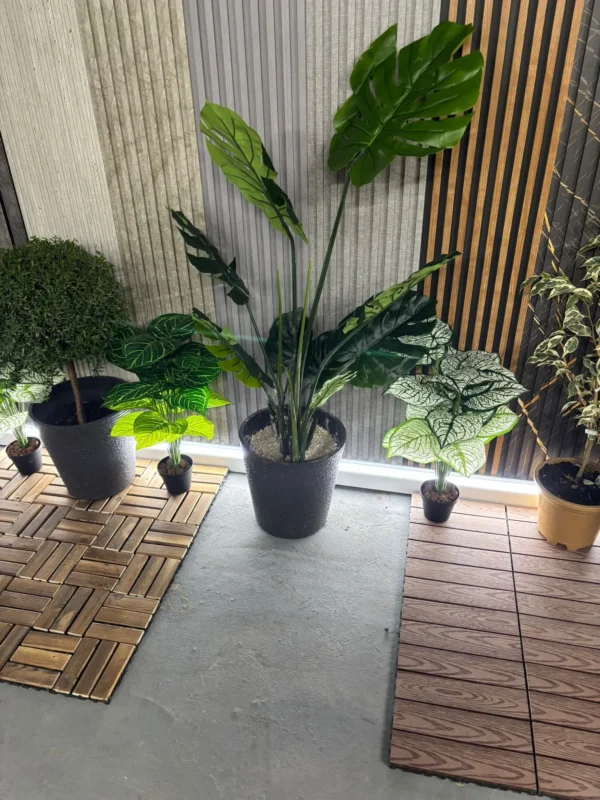 מונסטרה טרופית מלכותית 🌿