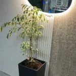 עץ "קוקוס טבעות" טרופי וגבוה – חבילה מושלמת הכוללת כד מעוצב ותחתית